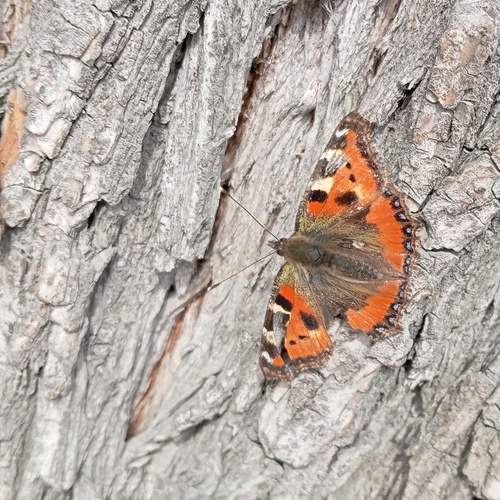 Photo #13669775