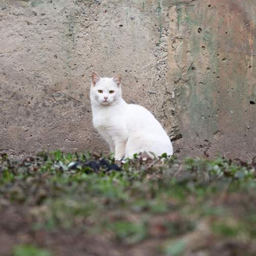 Photo #13670381