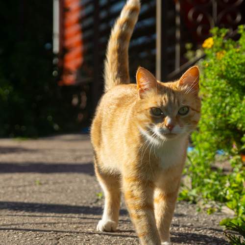 Кот