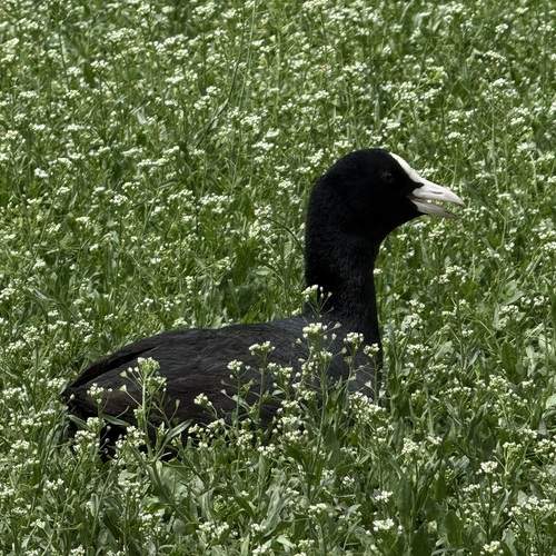 Photo #13670995