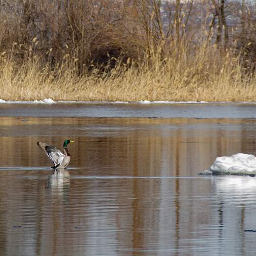Photo #13671059