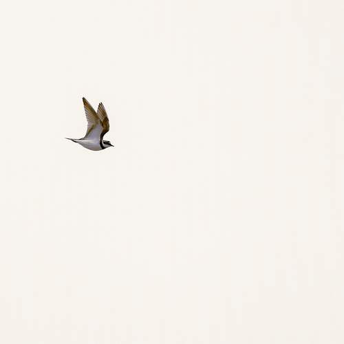 Lonely Flight