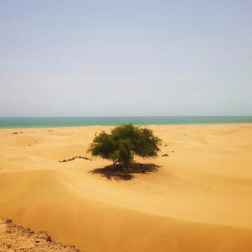 Lonely tree
