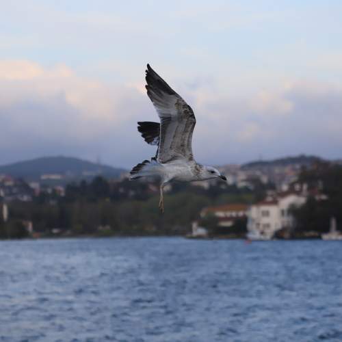 Photo #13672462