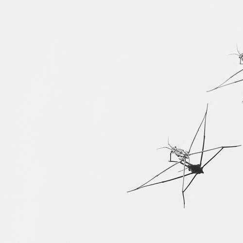 String Figures