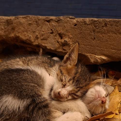 Gatitos