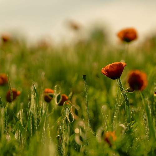 Photo #13673781