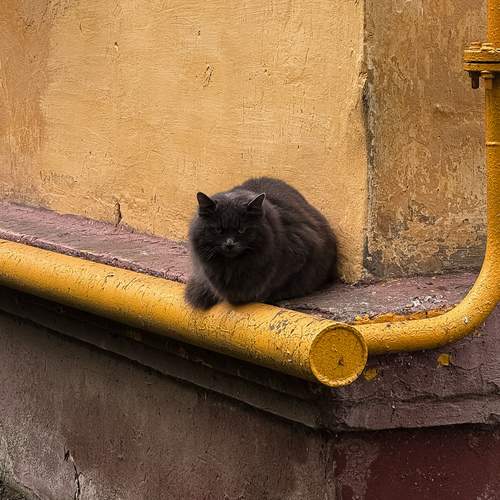 Photo #13674446