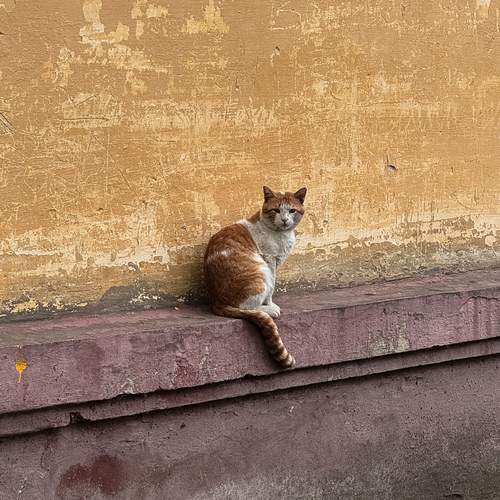 Photo #13674448