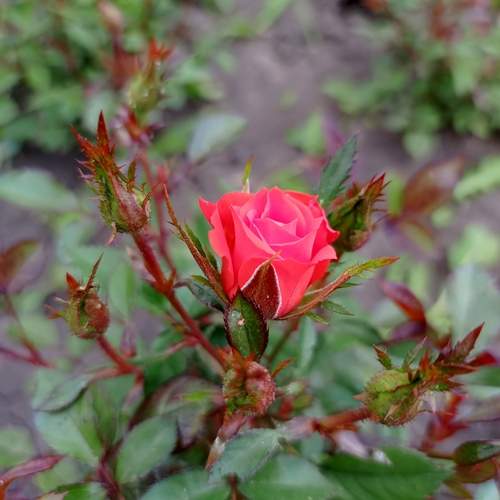 Photo #13674596