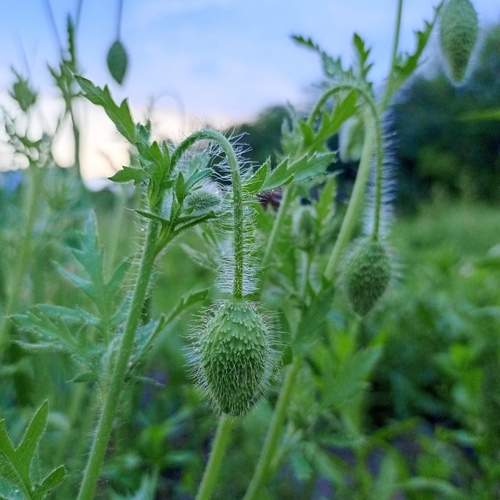 papaver umbonatum
