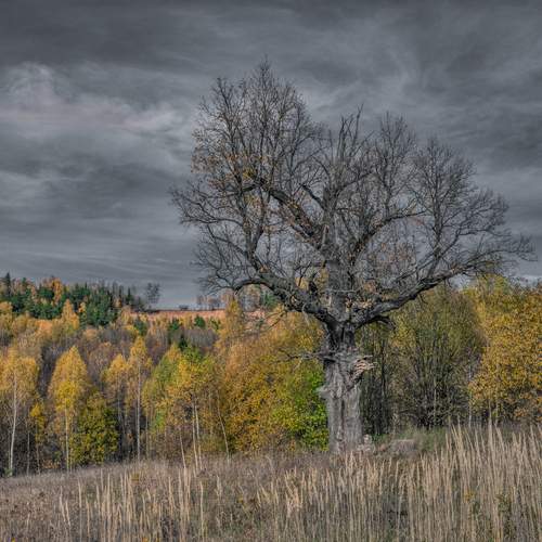 Photo #13675449