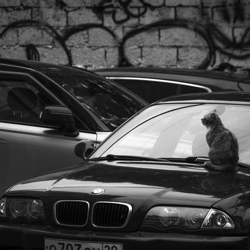 Photo #13675588