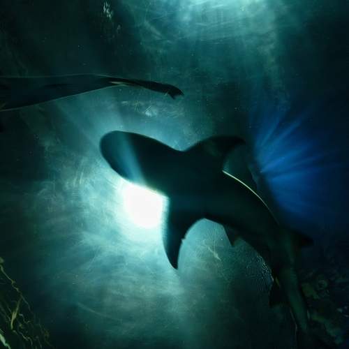 Photo #13676117