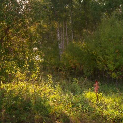 Photo #13676502