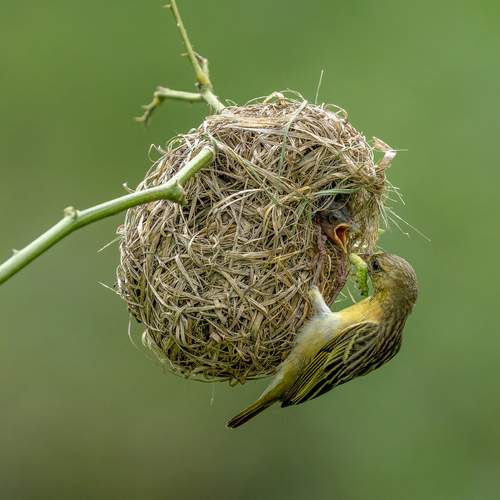 Village Weaver Feeding