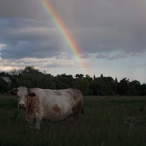 Photo #13677219