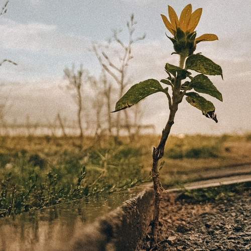Photo #13677519