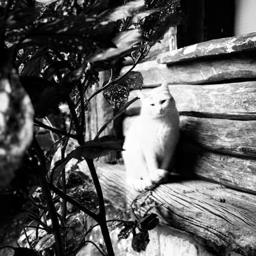 Photo #13677678