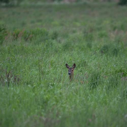 Photo #13677775