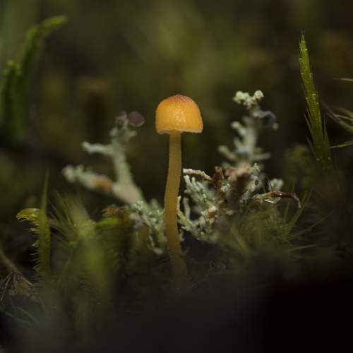 Bonnet