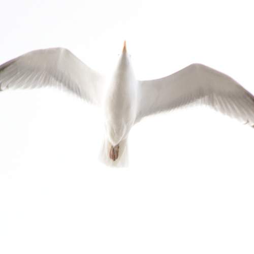 Photo #13678084