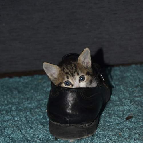 Photo #13678188