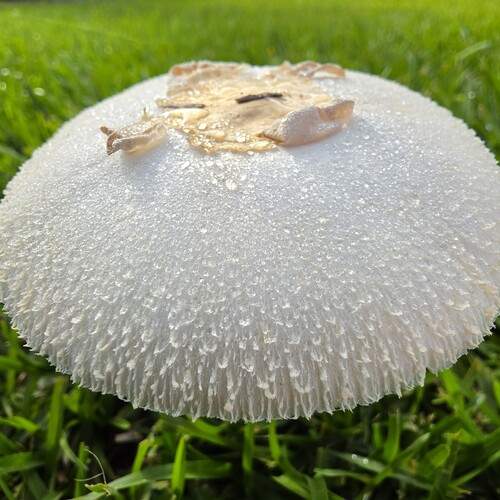 Photo #13678465