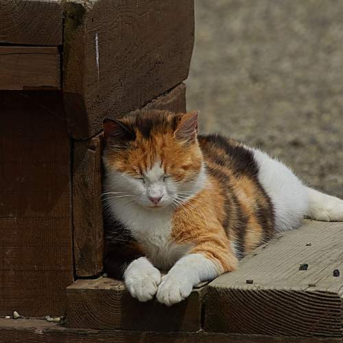 Photo #13678570