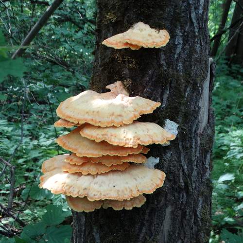 Photo #13678766