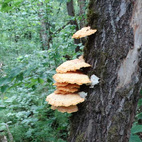 Photo #13678767