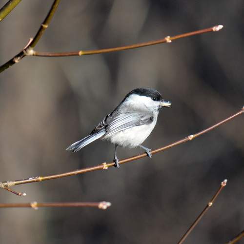 Photo #13678996