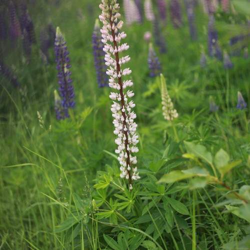 Photo #13679017