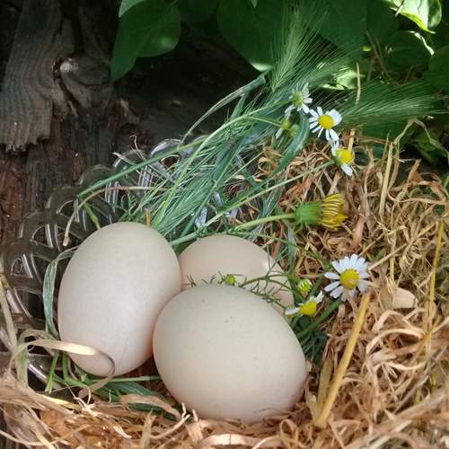 Photo #13679087