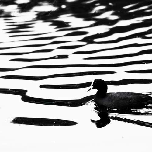 Lines