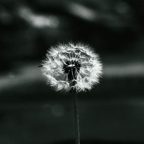 Photo #13680228