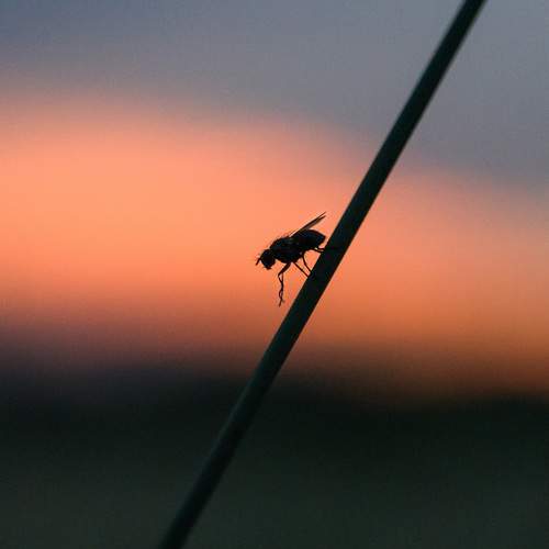Photo #13680359