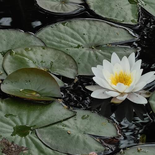 Photo #13680383