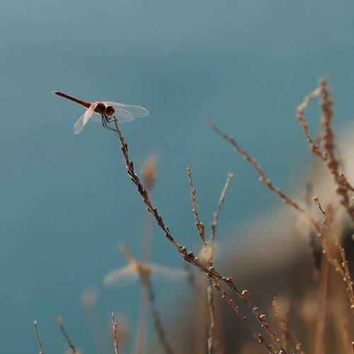 Photo #13680591