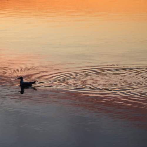 Photo #13680940