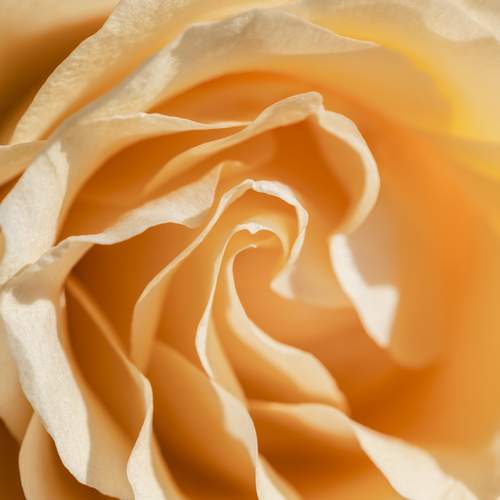 Velvet Folds of Dawn