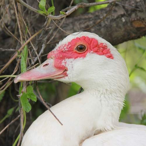 Photo #13681454
