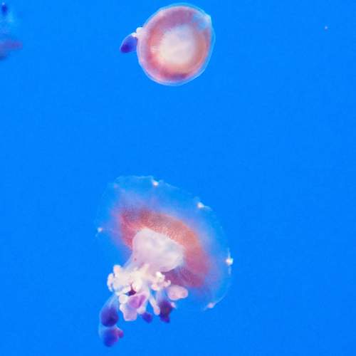 Photo #13681645