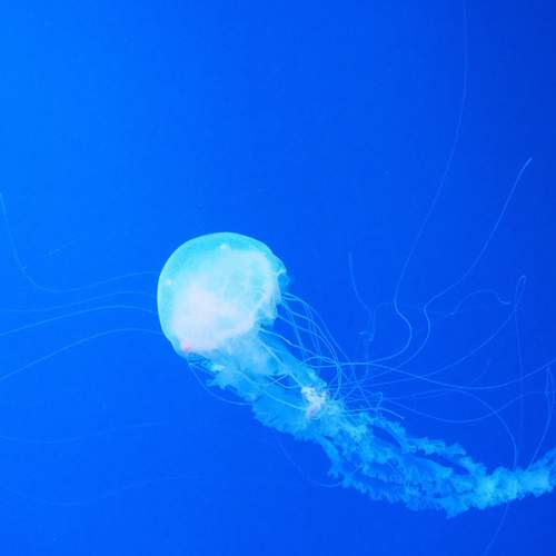 Photo #13681647