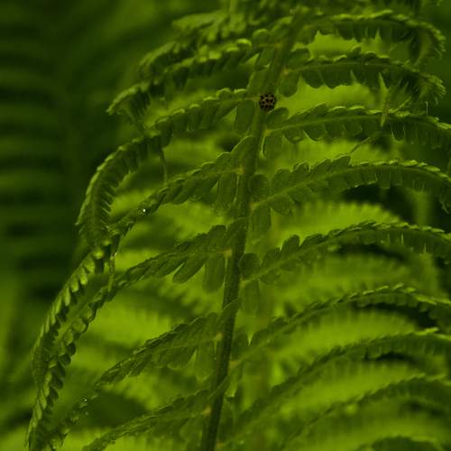 Photo #13682120