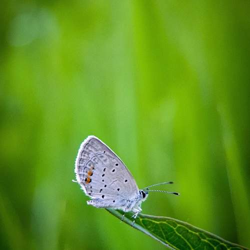 Photo #13682426