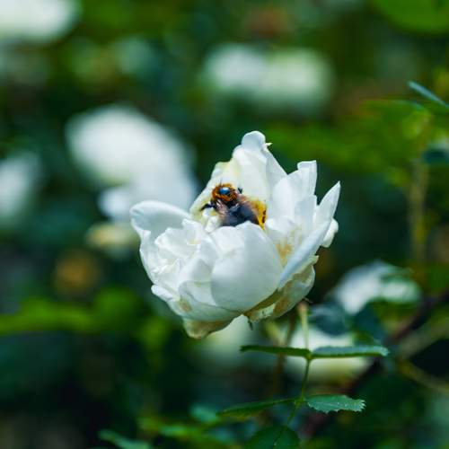 In White Embraces