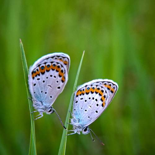 Photo #13682483