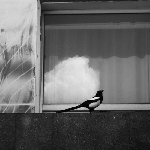 Photo #13682695