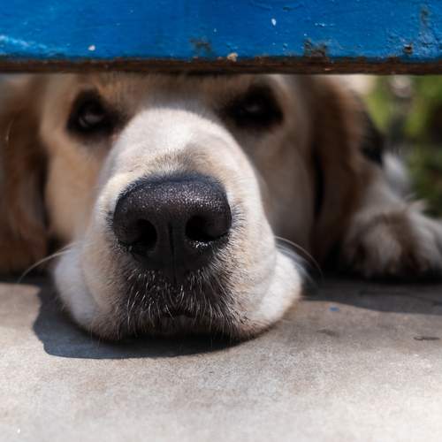 The Face Of Loneliness